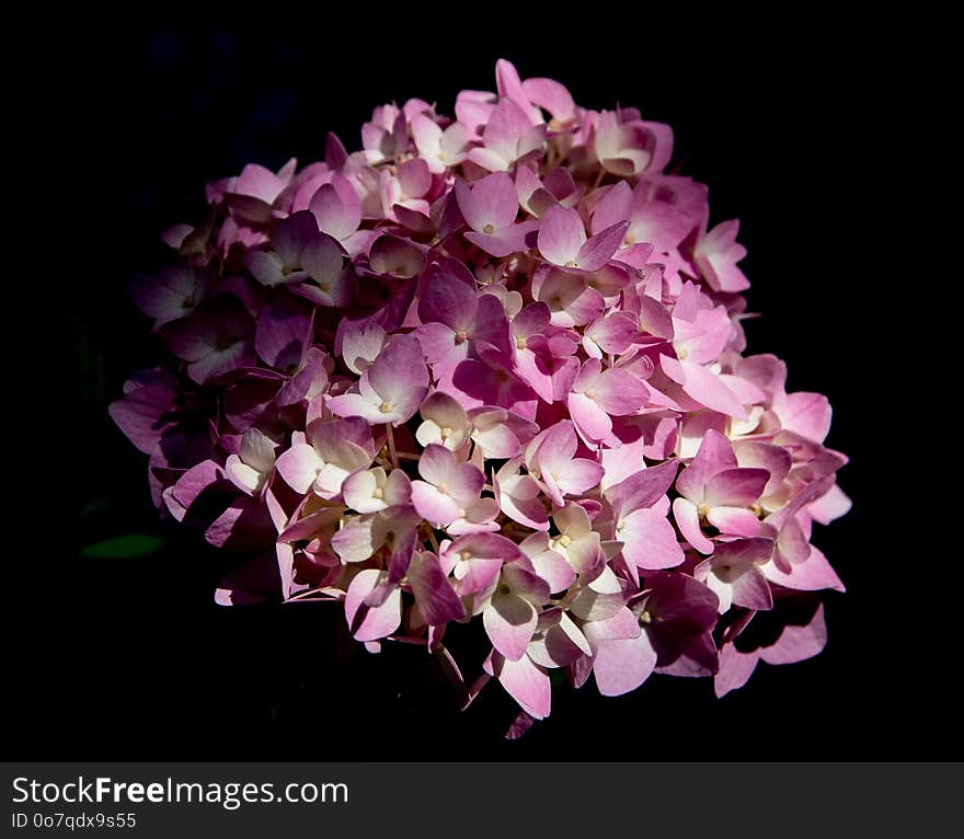 Flower, Pink, Flowering Plant, Purple