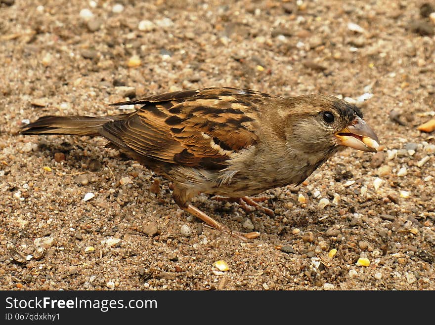 Bird, Fauna, Sparrow, Beak