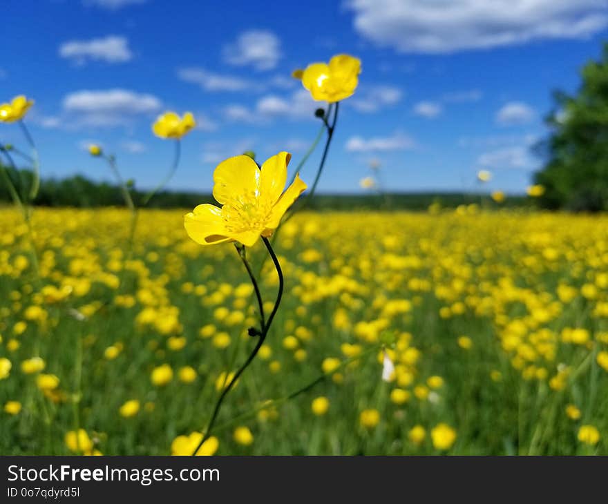 Flower, Yellow, Field, Grassland