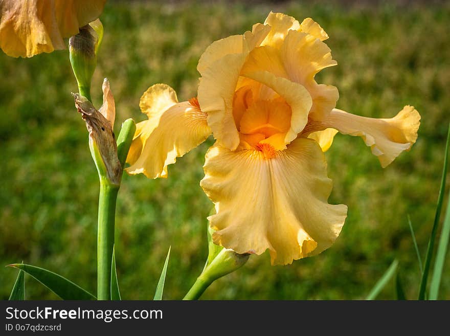 Flower, Flowering Plant, Plant, Yellow