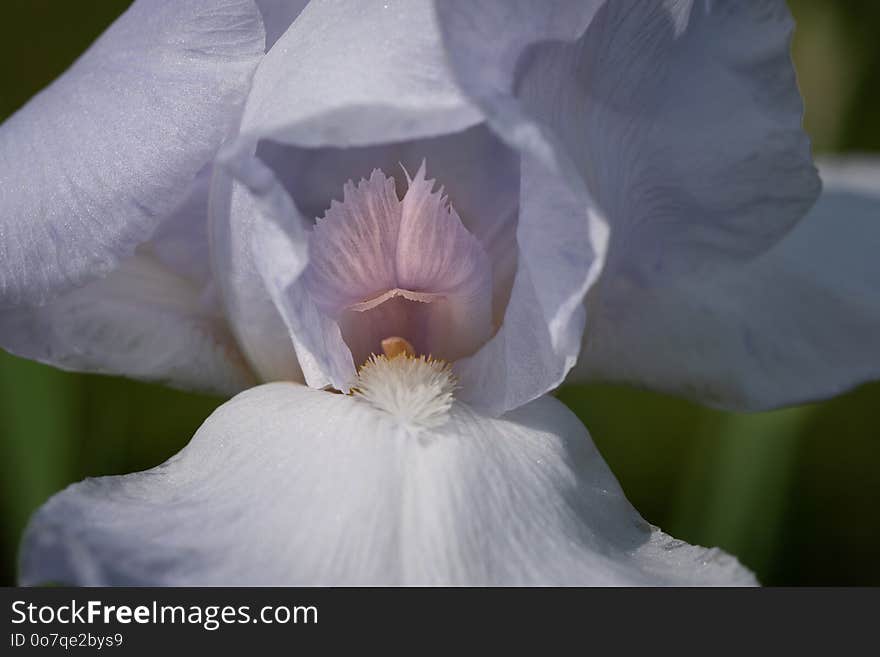 Flower, White, Flowering Plant, Iris