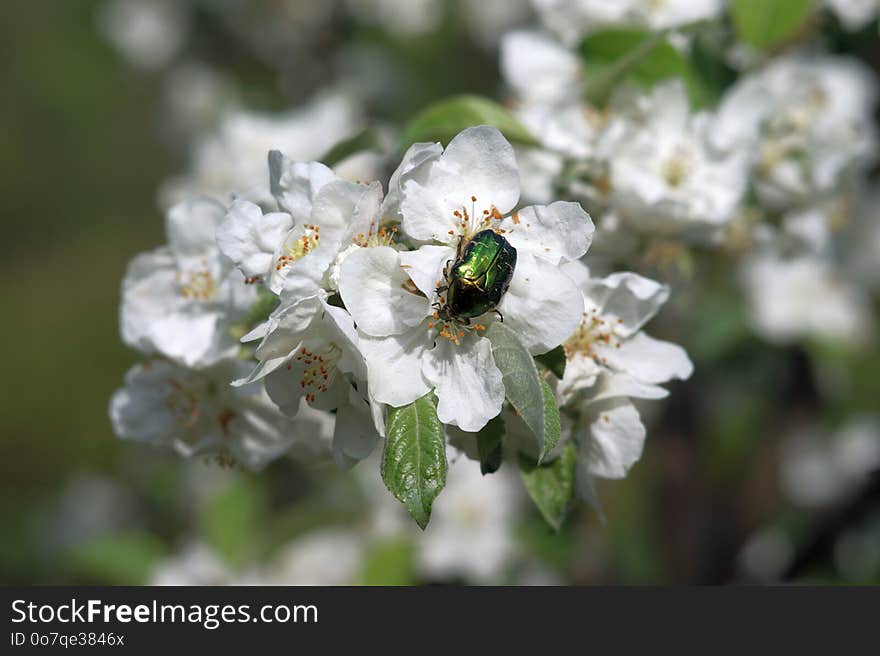 Bee, Blossom, Insect, Pollinator