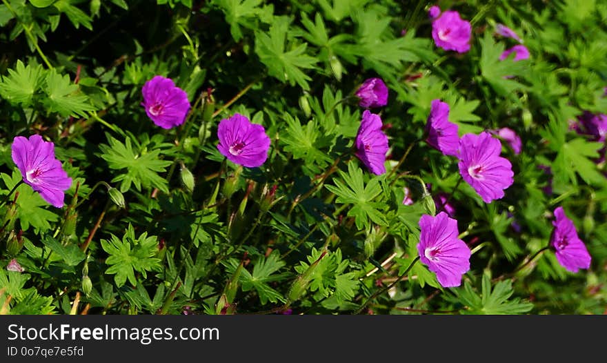 Flower, Plant, Flowering Plant, Flora