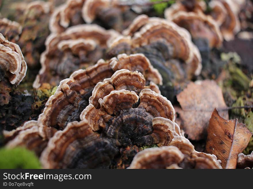 Fungus, Medicinal Mushroom, Edible Mushroom, Agaricomycetes