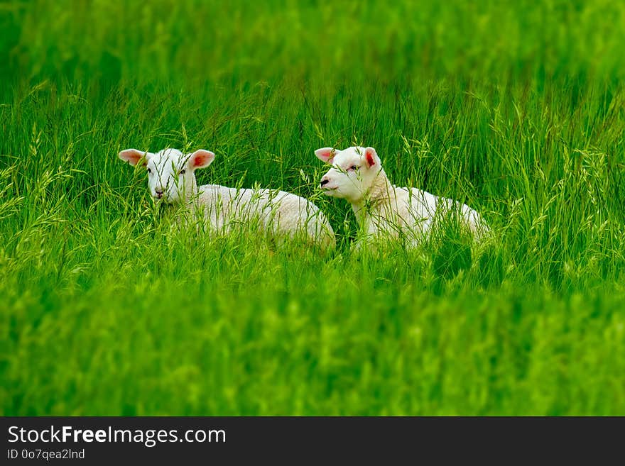 Grassland, Green, Field, Grass