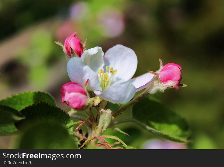 Flower, Flora, Plant, Blossom