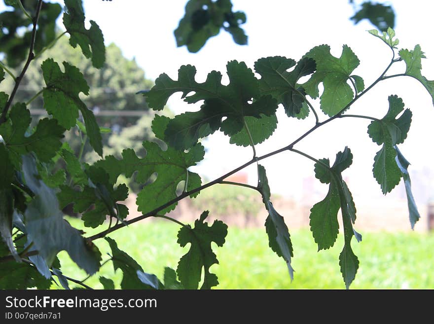 Leaf, Tree, Branch, Plant