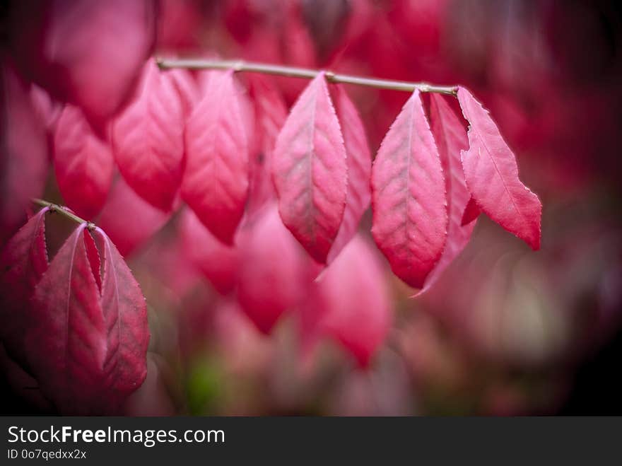 Red, Pink, Flower, Leaf