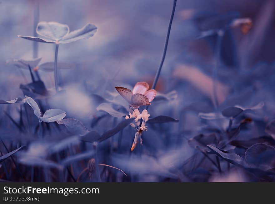 Flower, Sky, Branch, Blossom