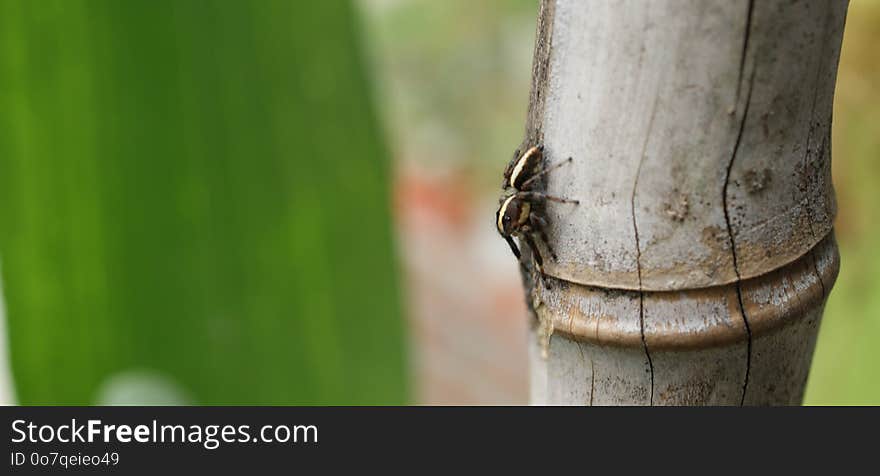 Close Up, Plant Stem, Grass, Grass Family