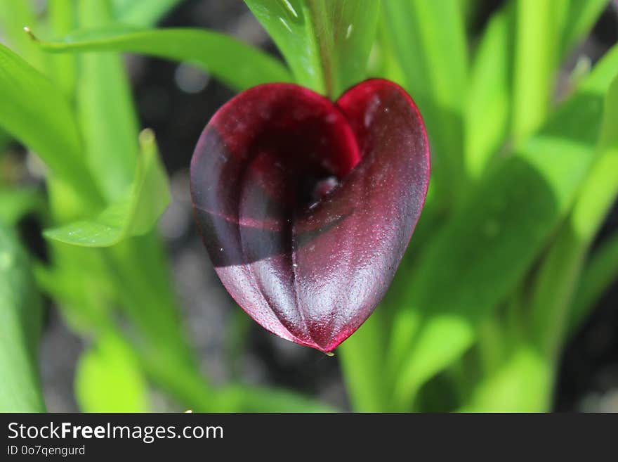 Plant, Flower, Flora, Close Up