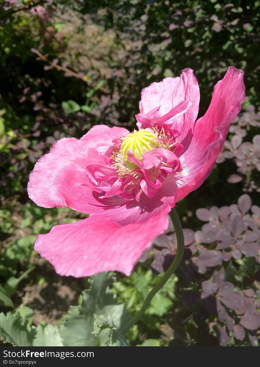 Flower, Pink, Plant, Flora