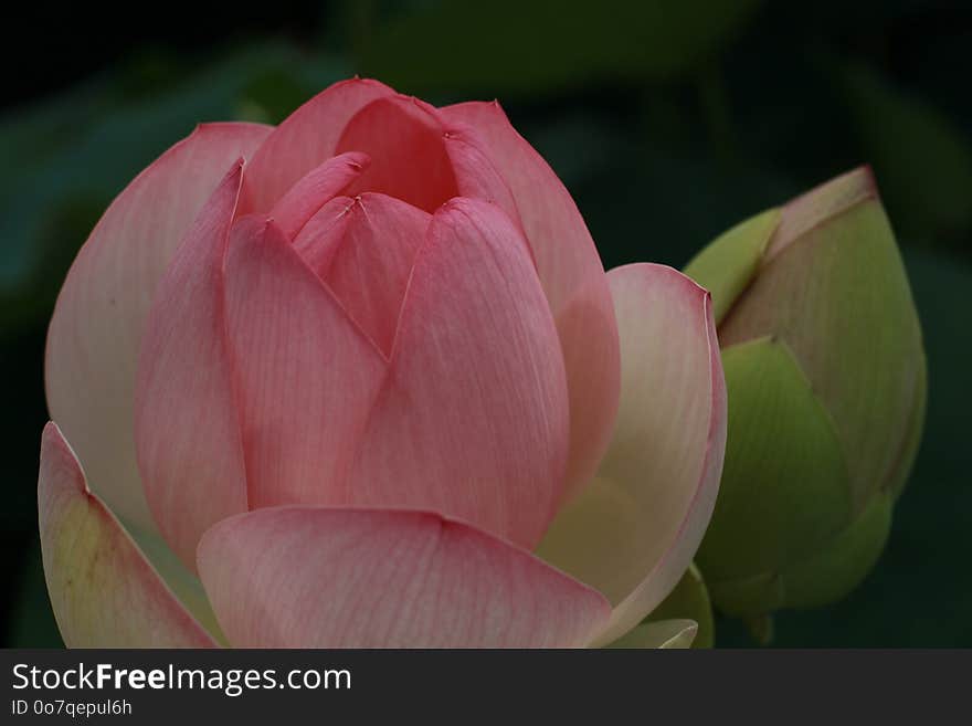 Flower, Lotus, Sacred Lotus, Pink