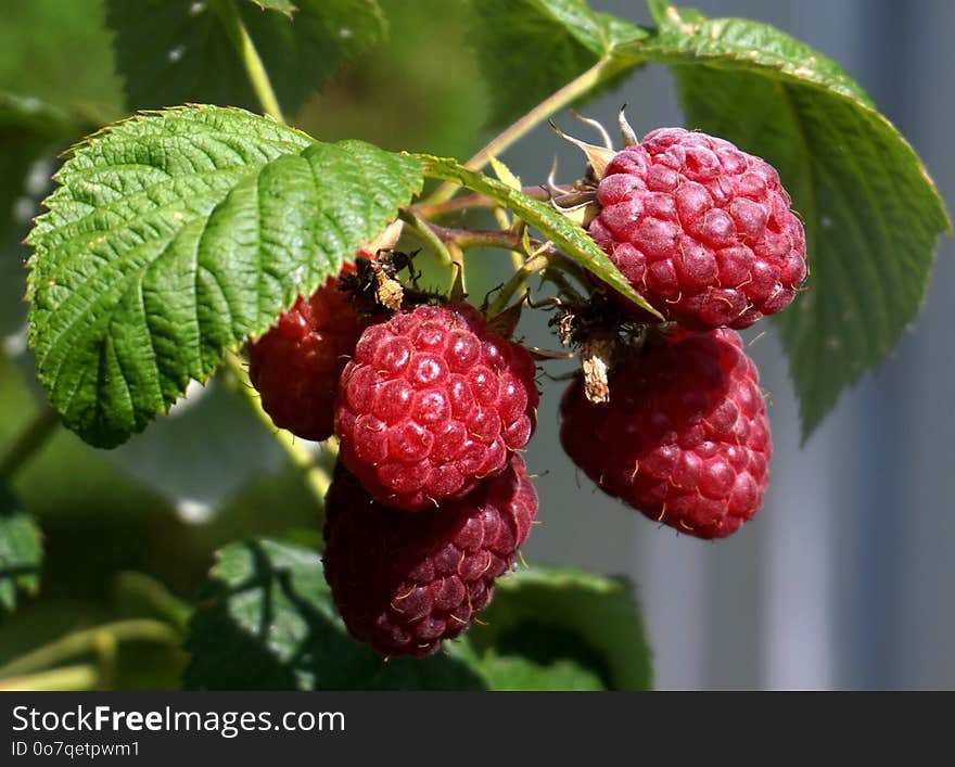 Raspberry, Berry, West Indian Raspberry, Tayberry