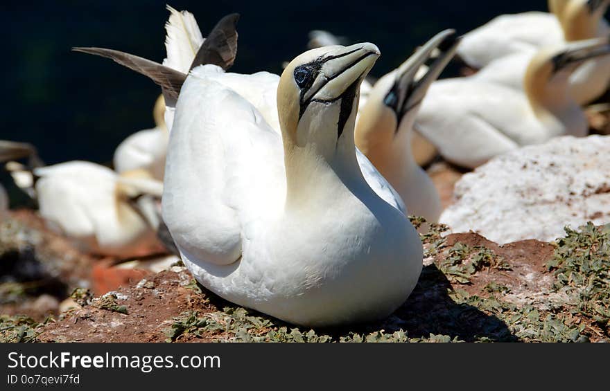 Fauna, Bird, Water Bird, Beak