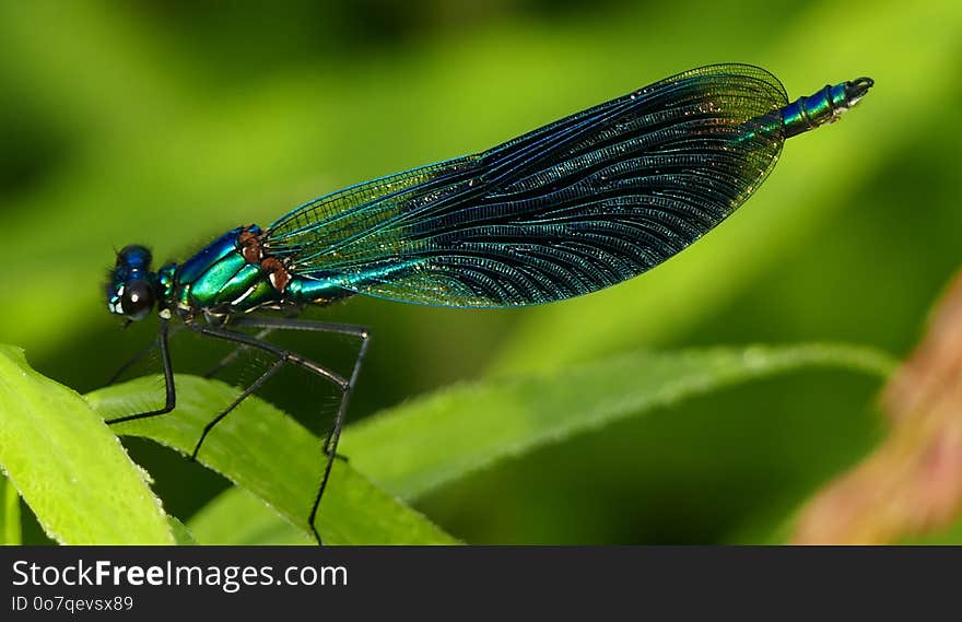 Insect, Damselfly, Dragonflies And Damseflies, Dragonfly