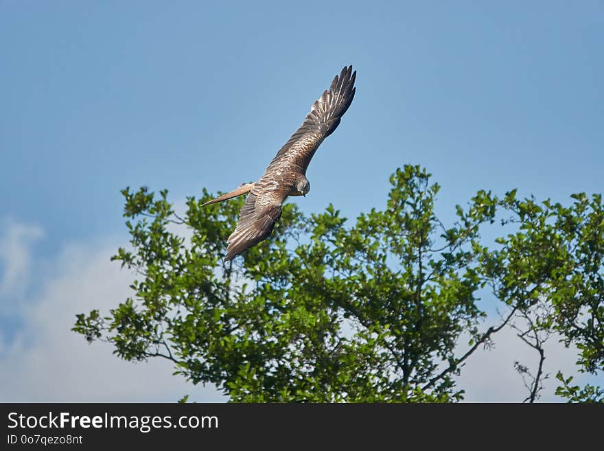 Bird, Sky, Fauna, Accipitriformes