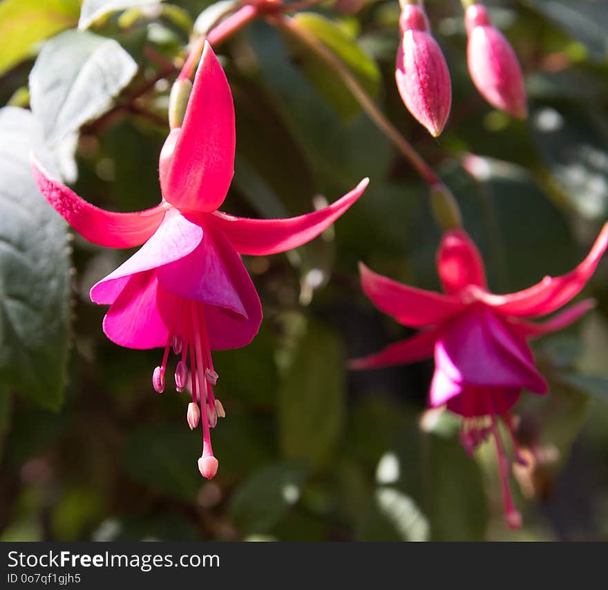 Flower, Plant, Flora, Flowering Plant