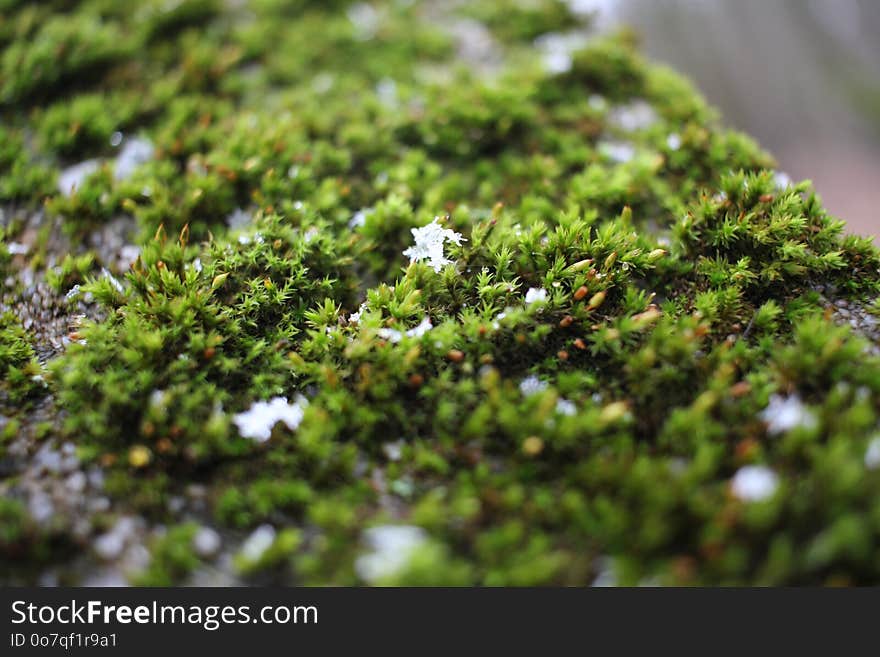 Plant, Vegetation, Non Vascular Land Plant, Moss