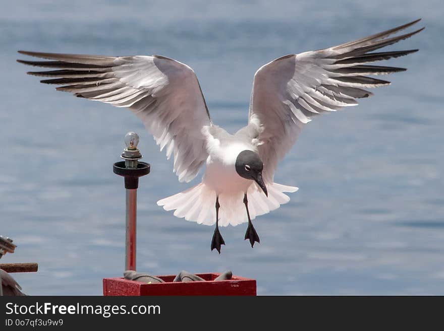 Bird, Seabird, Gull, Beak