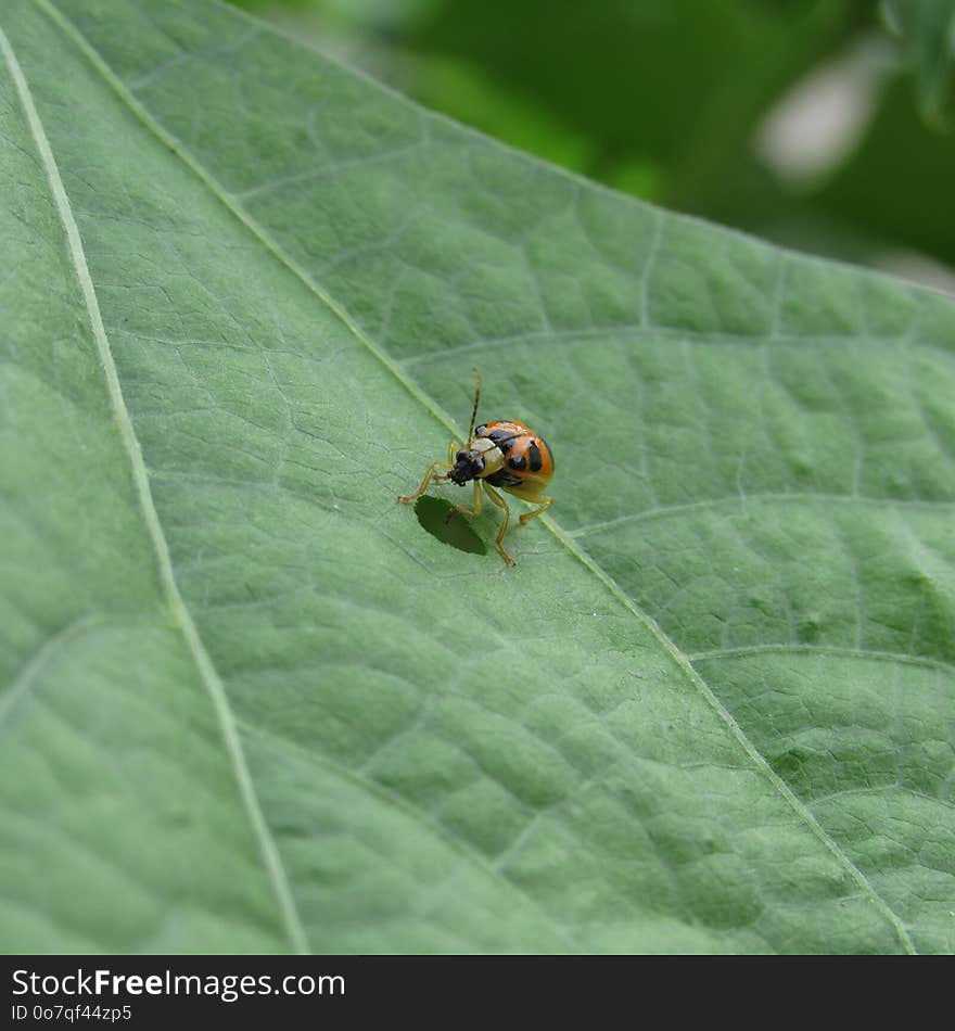 Insect, Leaf, Macro Photography, Fly