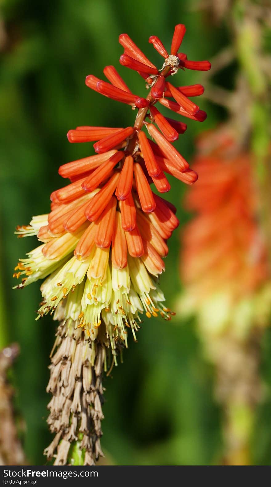 Torch Lily, Flower, Flora, Plant