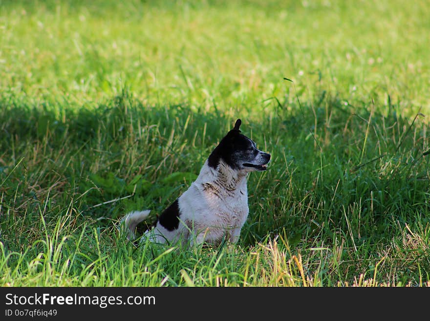 Grass, Dog Breed, Fauna, Dog Breed Group