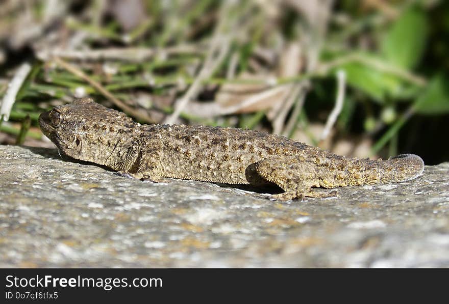 Reptile, Lizard, Fauna, Lacertidae