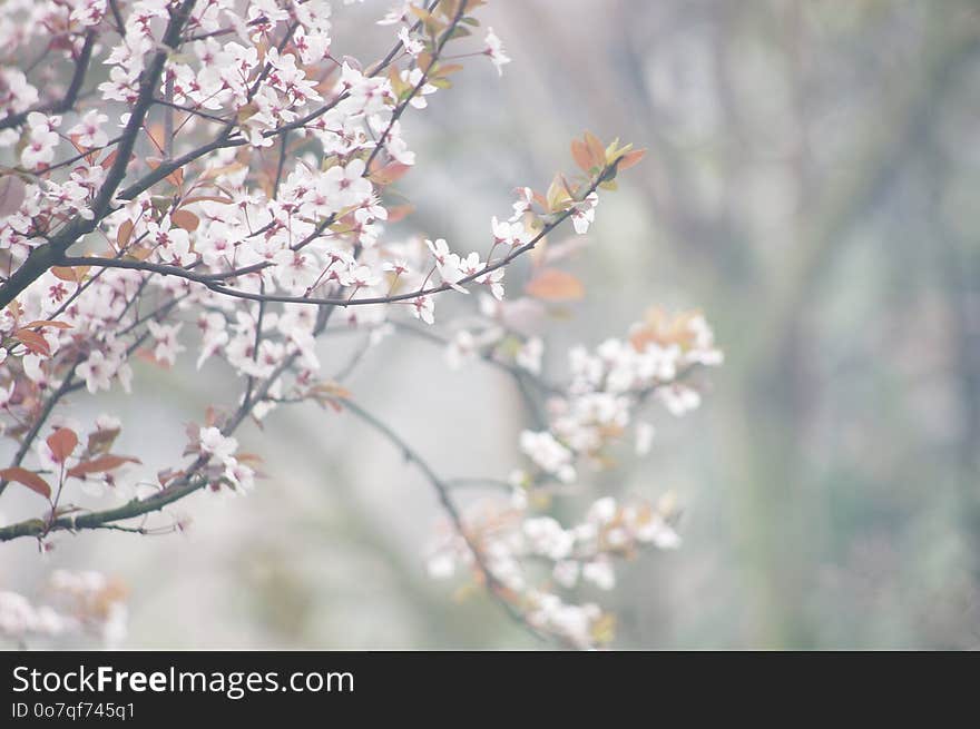 Branch, Blossom, Spring, Cherry Blossom