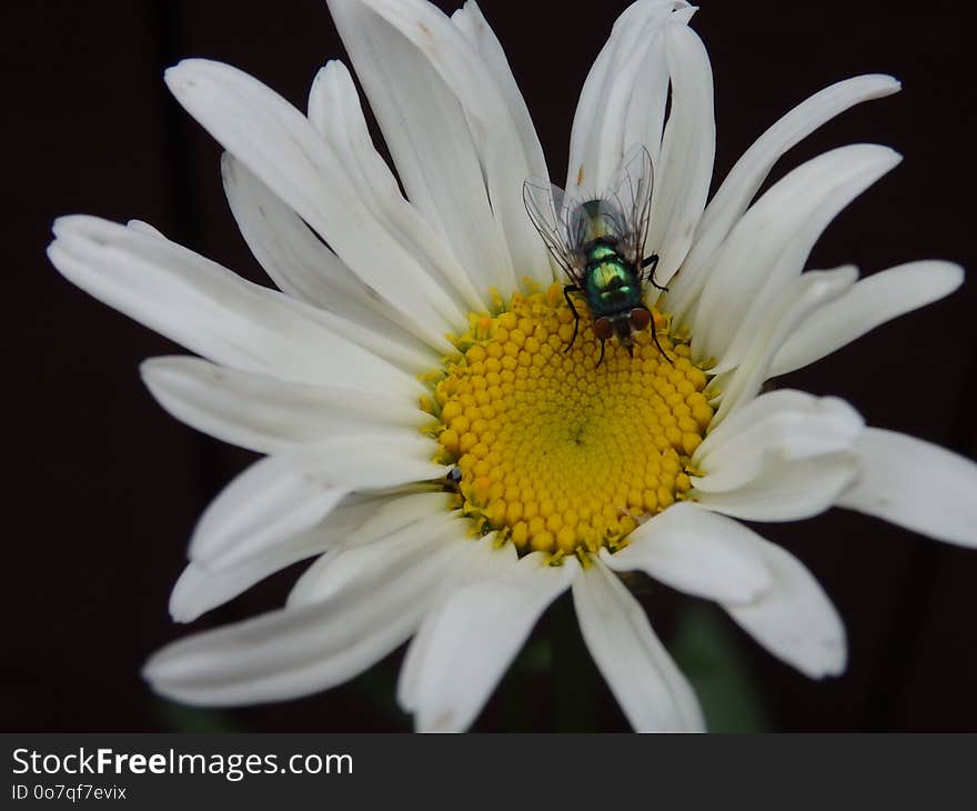 Flower, Oxeye Daisy, Flora, Nectar