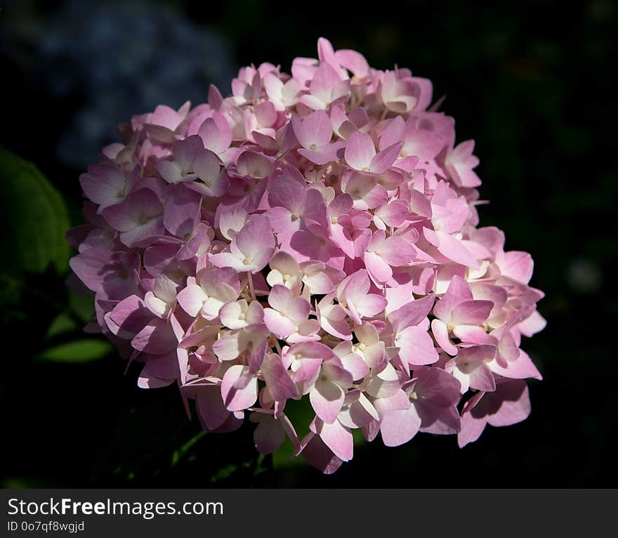 Flower, Plant, Pink, Flowering Plant