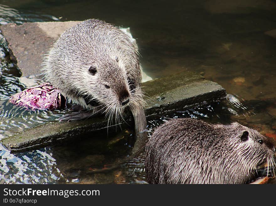 Otter, Fauna, Mammal, Mustelidae