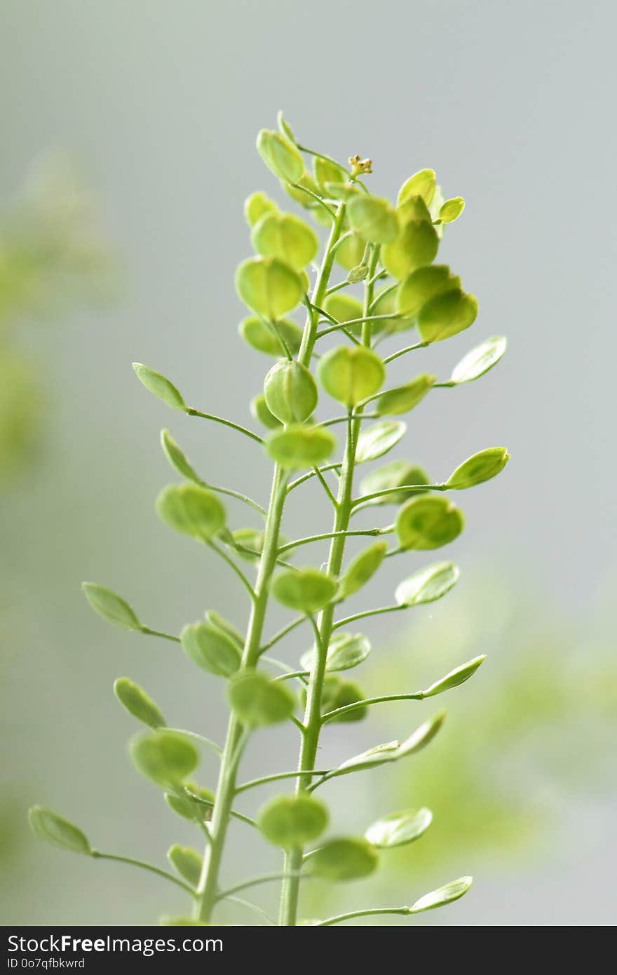 Plant, Leaf, Flora, Plant Stem