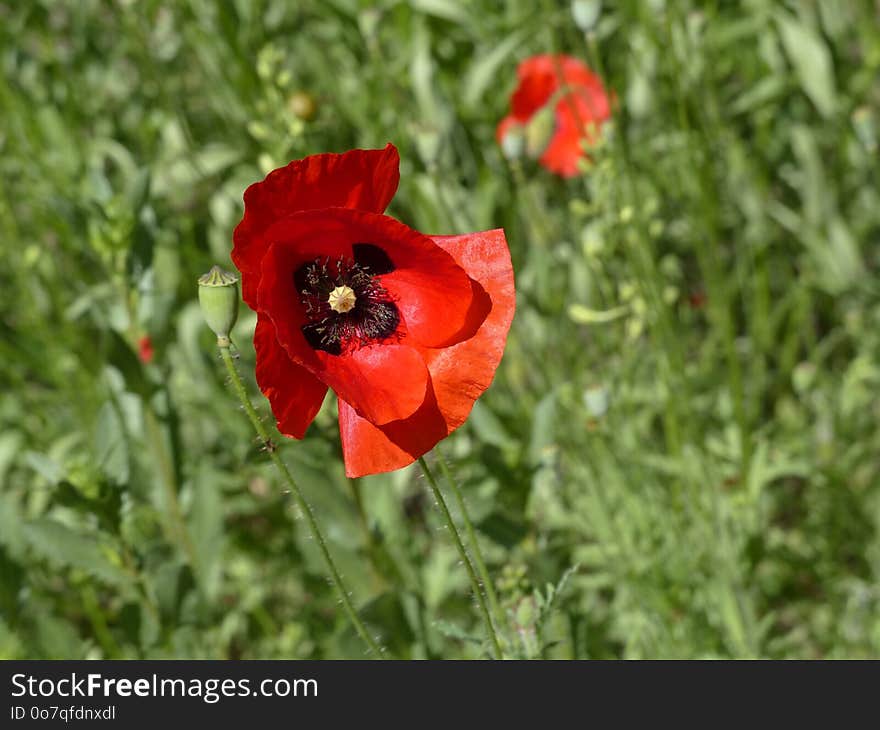 Flower, Wildflower, Flowering Plant, Poppy