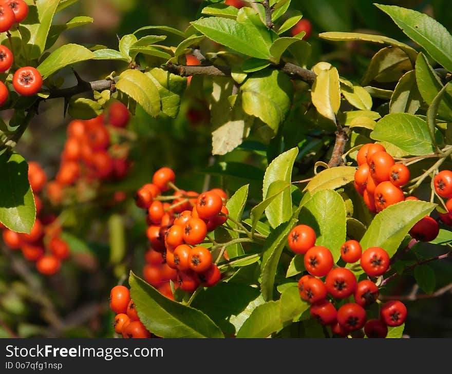 Plant, Aquifoliaceae, Fruit, Berry