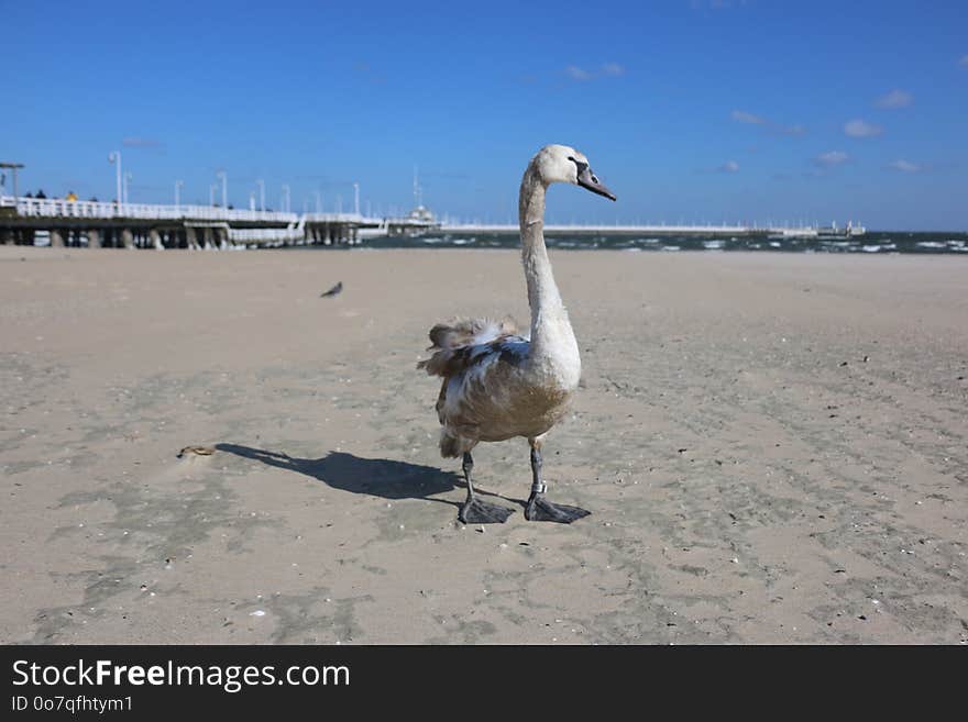 Water Bird, Ducks Geese And Swans, Bird, Swan