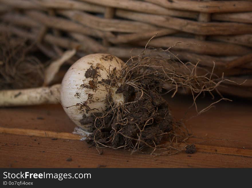 Bird Nest, Nest, Wood, Still Life Photography