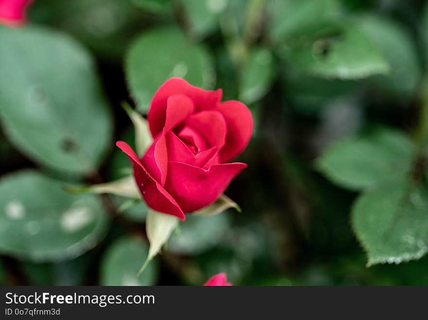 Flower, Rose Family, Rose, Pink