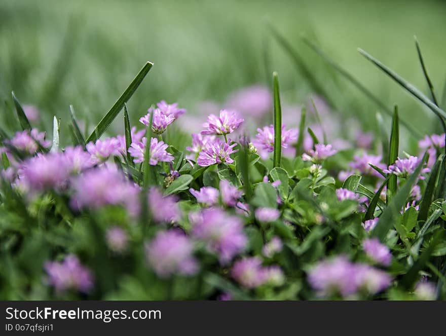 Flower, Plant, Flora, Purple