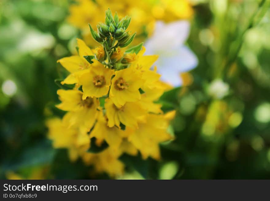 Flower, Flora, Subshrub, Mustard Plant