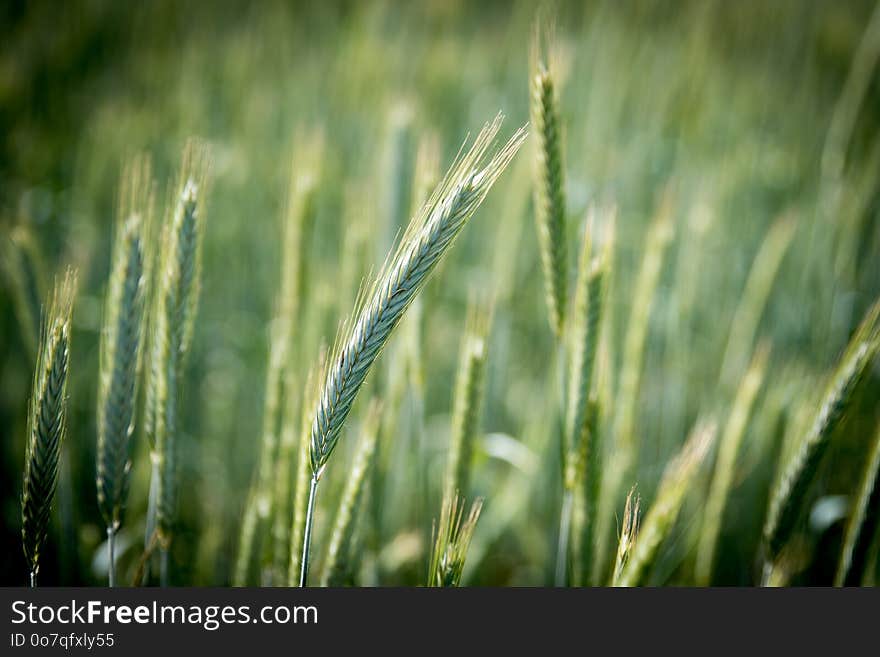 Grass, Grass Family, Rye, Crop