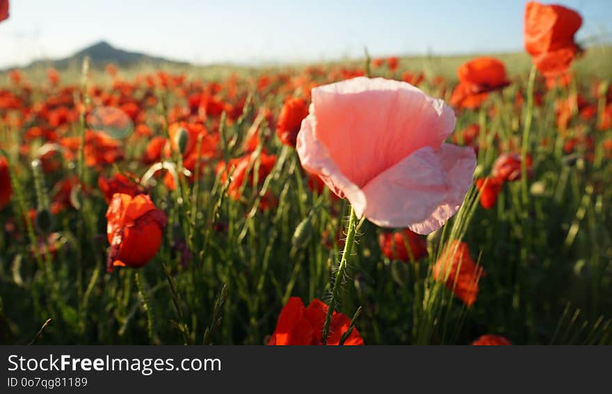 Flower, Field, Meadow, Ecosystem