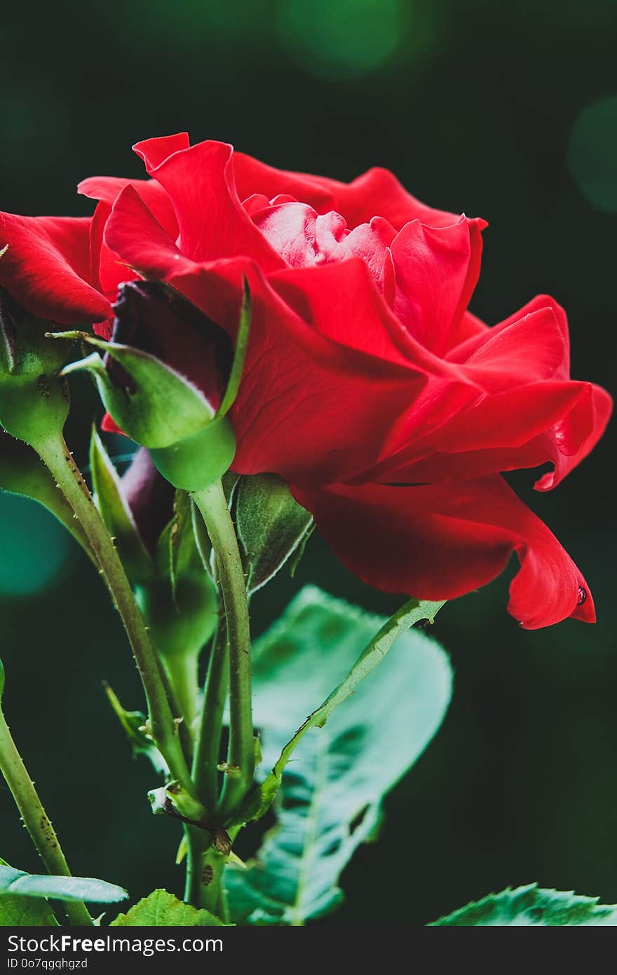 Flower, Red, Rose Family, Garden Roses