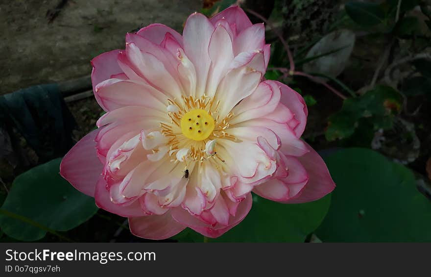 Flower, Pink, Plant, Flora