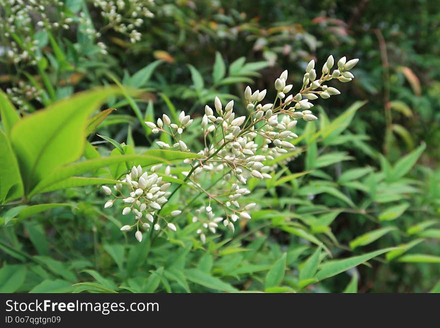 Plant, Flora, Grass, Grass Family