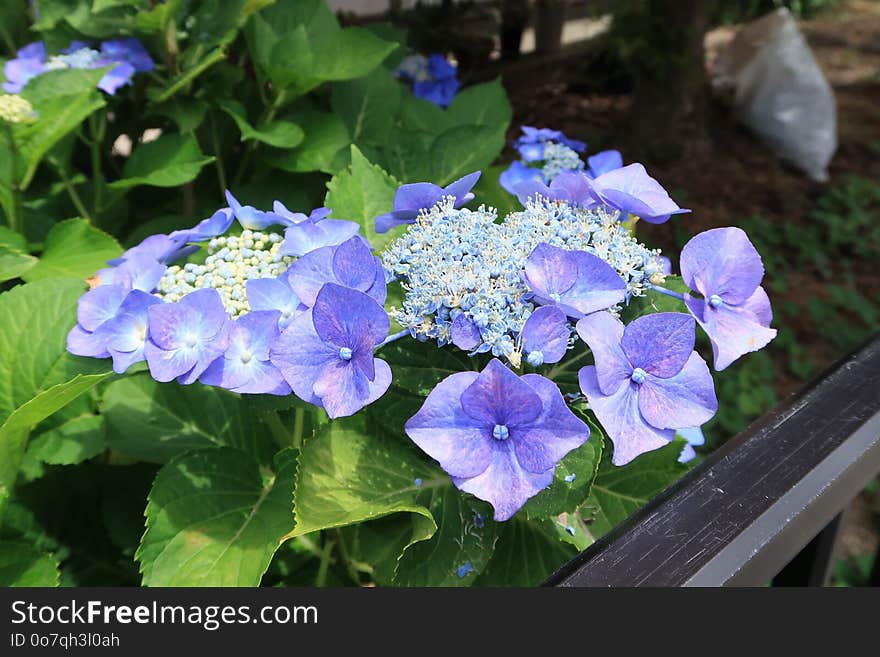 Flower, Plant, Blue, Hydrangea