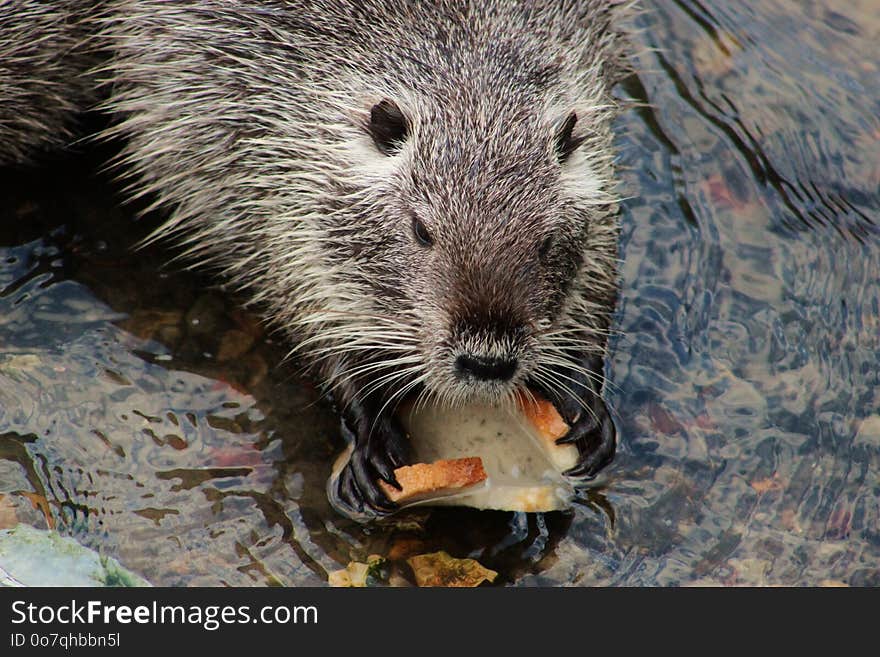 Muskrat, Beaver, Mammal, Fauna