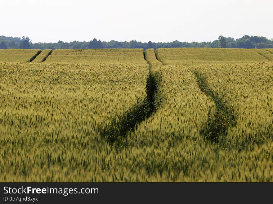 Field, Crop, Agriculture, Grass Family