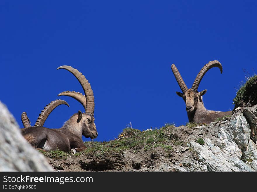 Fauna, Goats, Horn, Barbary Sheep