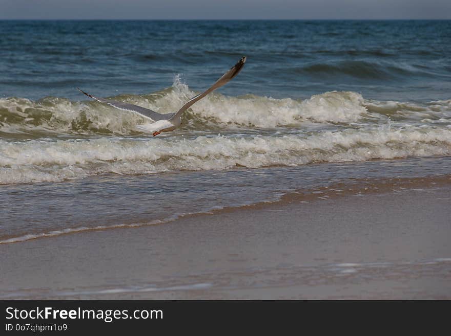 Sea, Wave, Shore, Body Of Water